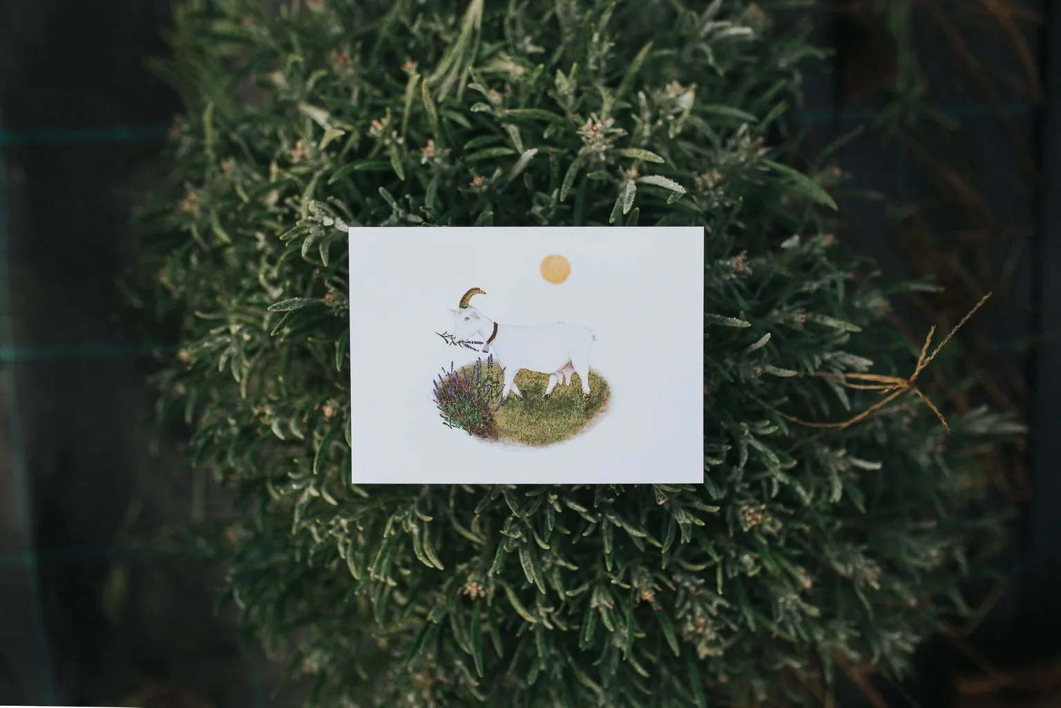 Ilustrácia kozy