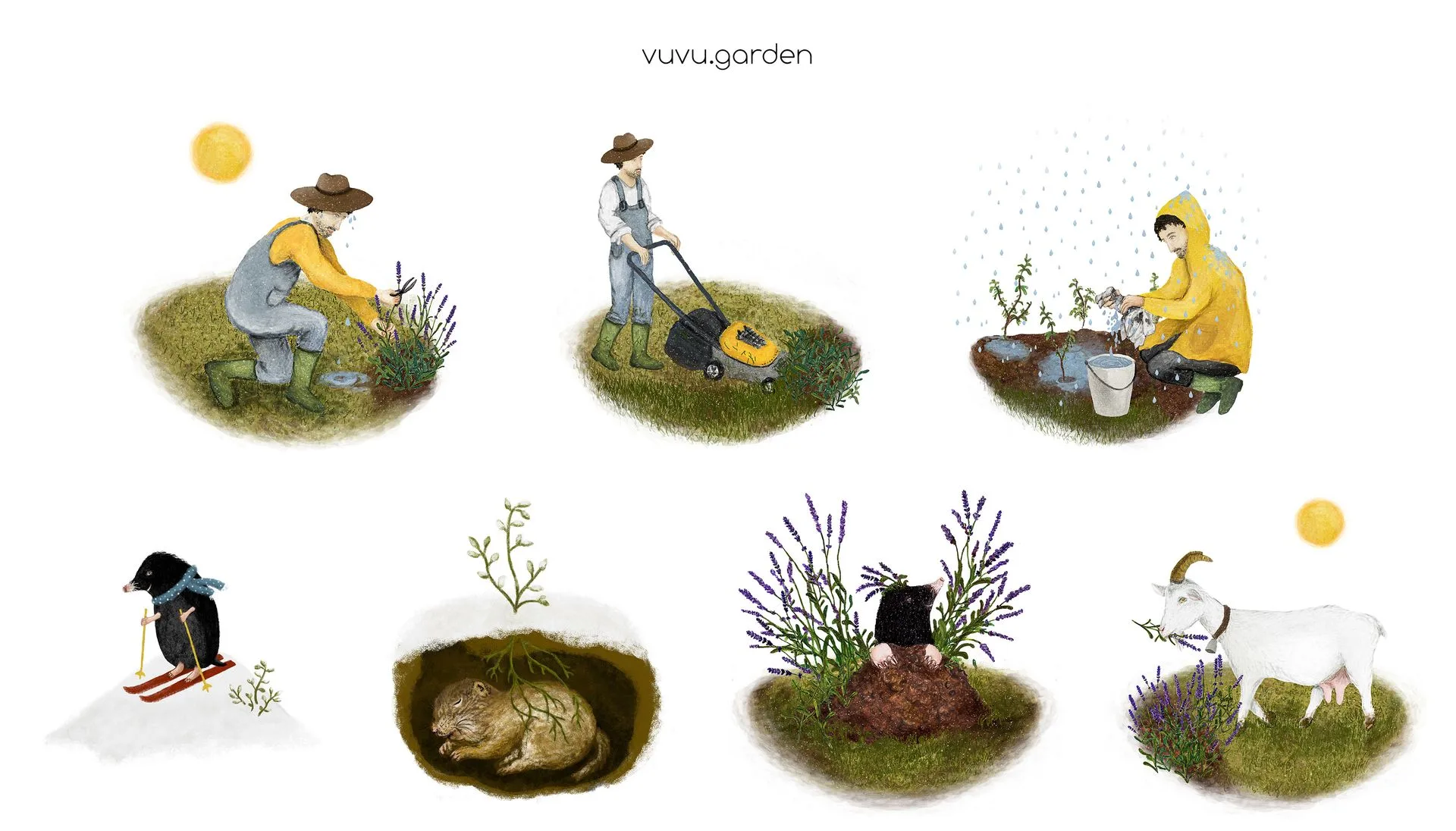 Ilustrácie záhradkár, pestovanie levandule
